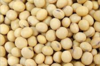 Soyabean